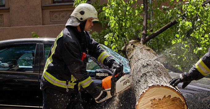 Fallen Tree